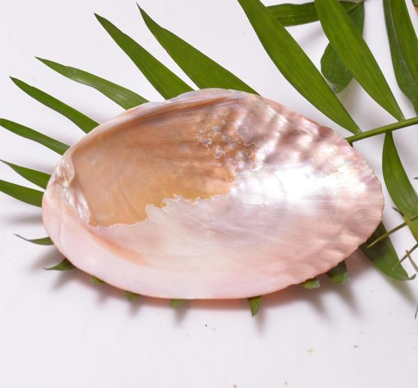 Taş Sandığı Sedef Taşı Tabak - Deniz Kabuğu - 13 cm - Image 1