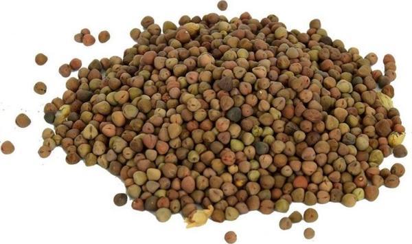 Doğal Saf Burçak Tohumu Naturel Tane Katkısız 100 gr Paket - Image 1