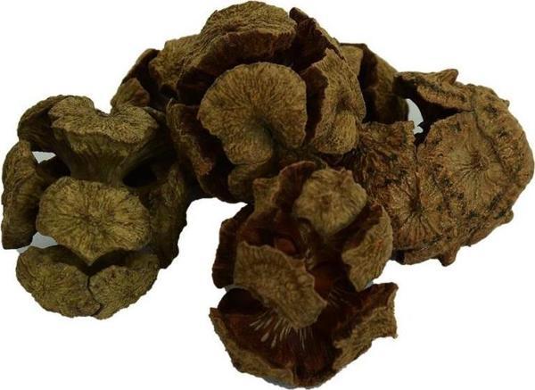 Doğal Selvi Kozalağı Saf Servi Kozalağı Kozalak 100 gr Paket - Image 1