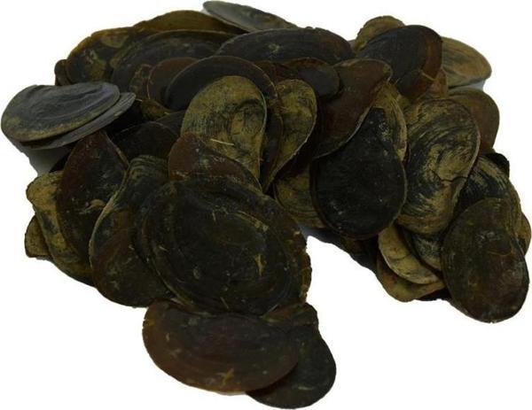 Saf Doğal Cin Tırnağı Bitkisi 100  gr Mini Paket - Image 1