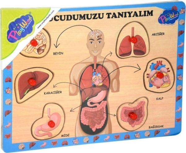 Onyıl Oyuncak Ahşap Vücudumuzu Tanıyalım Tutmalı Puzzle. - Image 1