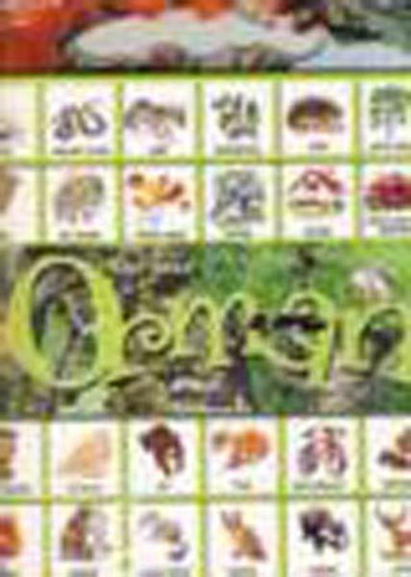 Marsık Kitap Orman - Marsık Kitap - Image 1