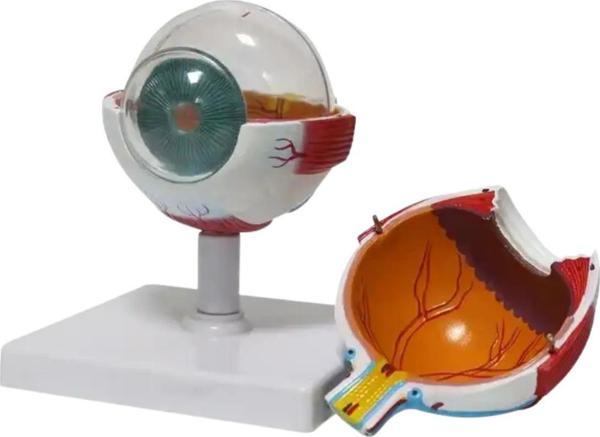 Göz Tıp Eğitim Maketi Model 50 - Image 1