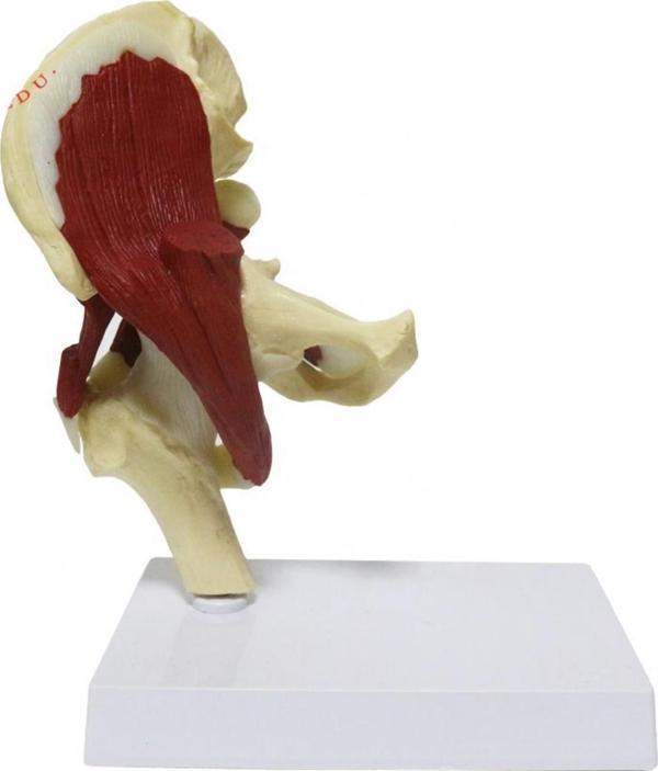 Kaslı Kalça Maketi Model 32 - Image 1