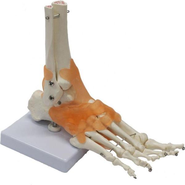 Omurga Ayak Maketi Model 29 - Image 1