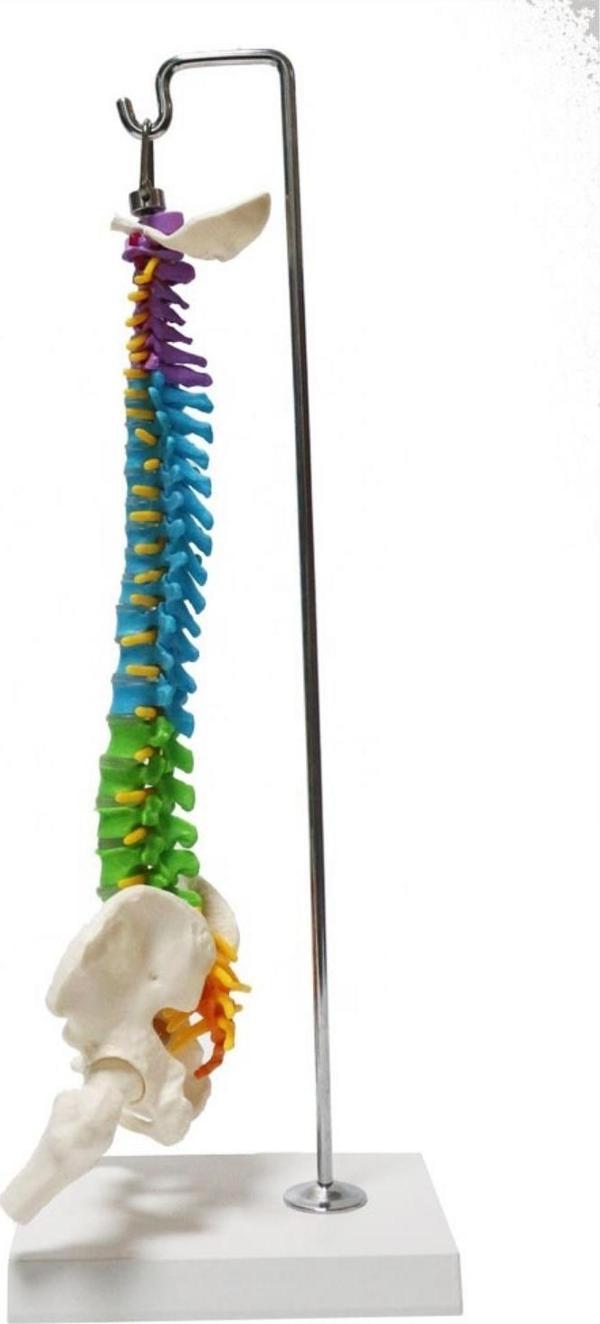 Omurga Maketi 45 cm Model 14 - Image 1