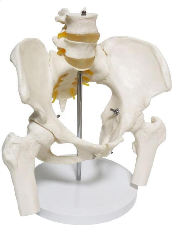 Omurga Pelvis Maketi Model 24 - Image 1
