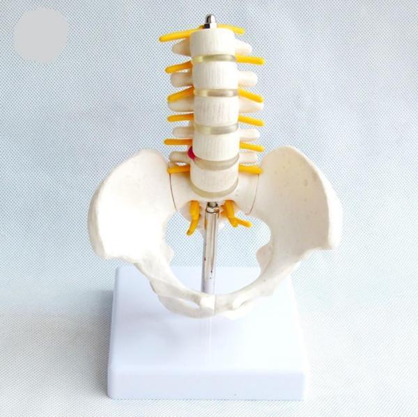 Omurga Pelvis Maketi Model 25 - Image 1
