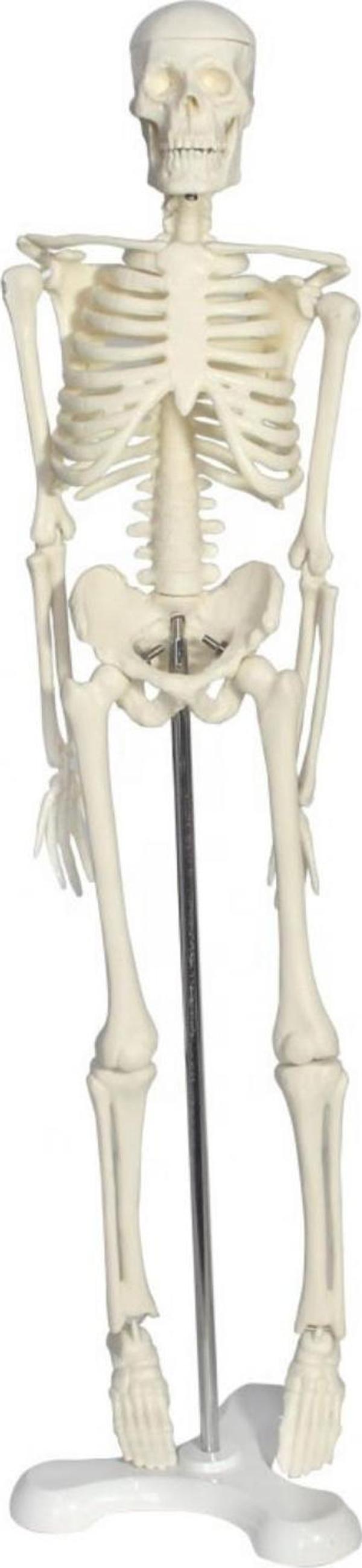 Tam İskelet Maketi 45 cm Model 4 - Image 1