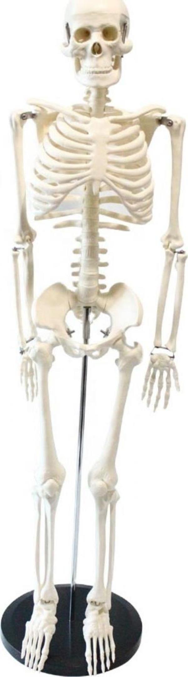 Tam İskelet Maketi 85 cm Model 5 - Image 1