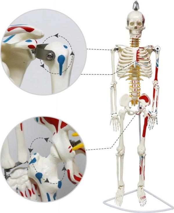Tam İskelet Maketi 85 cm Model 8 - Image 1