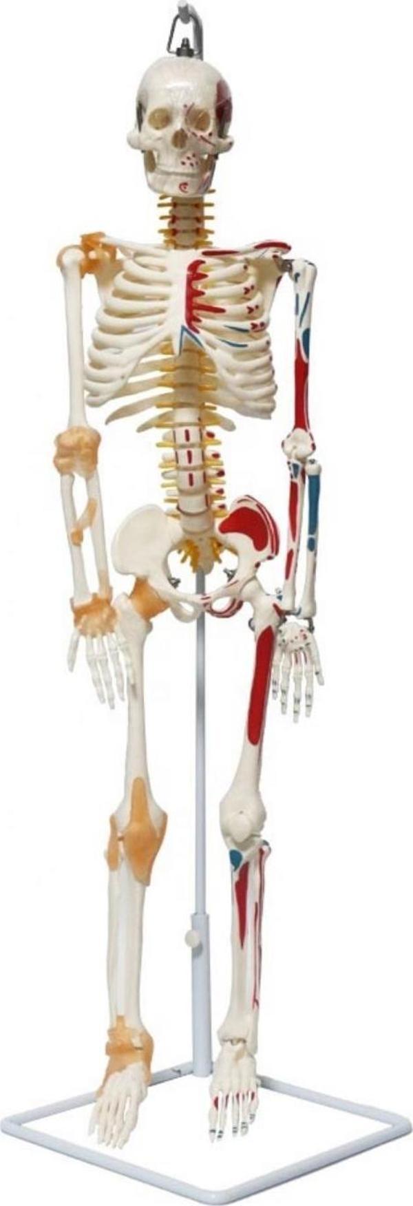 Tam İskelet Maketi 85 cm Model 9 - Image 1