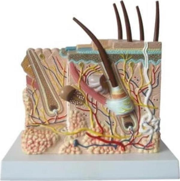 Deri Kıl Kökü Maketi Model 43 - Image 1