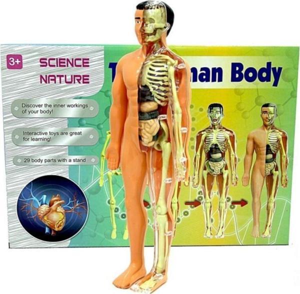 Human BODY-Vücudumu Öğreniyorum, 29 Parça 3D Eğitici Doktor Seti - Image 1