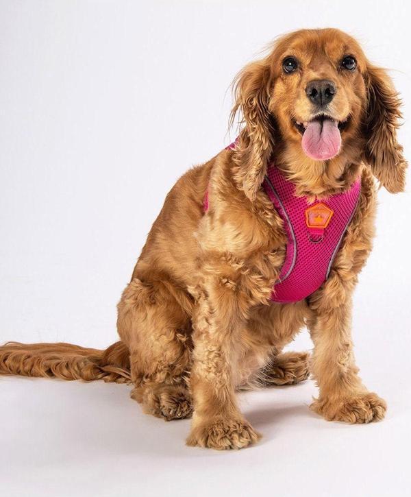 Pawstar Fuşya Air-mesh Göğüs Tasması Kedi Köpek Göğüs Tasması XL - Image 1
