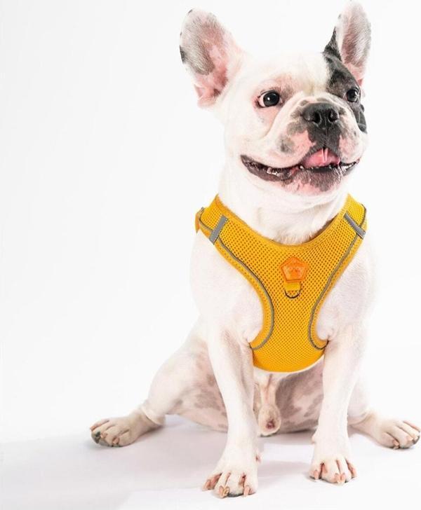 Pawstar Gold Air-mesh Göğüs Tasması Kedi Köpek Göğüs Tasması L - Image 1
