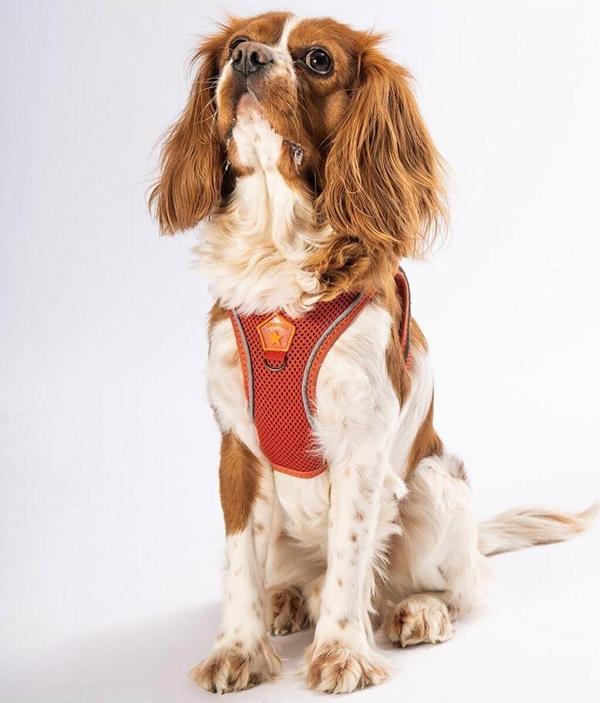 Pawstar Kiremit Air-mesh Göğüs Tasması Kedi Köpek Göğüs Tasması XL - Image 1
