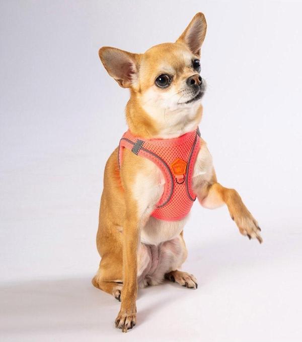 Pawstar Neon Pembe Air-mesh Göğüs Tasması Kedi Köpek Göğüs Tasması 3XS - Image 1