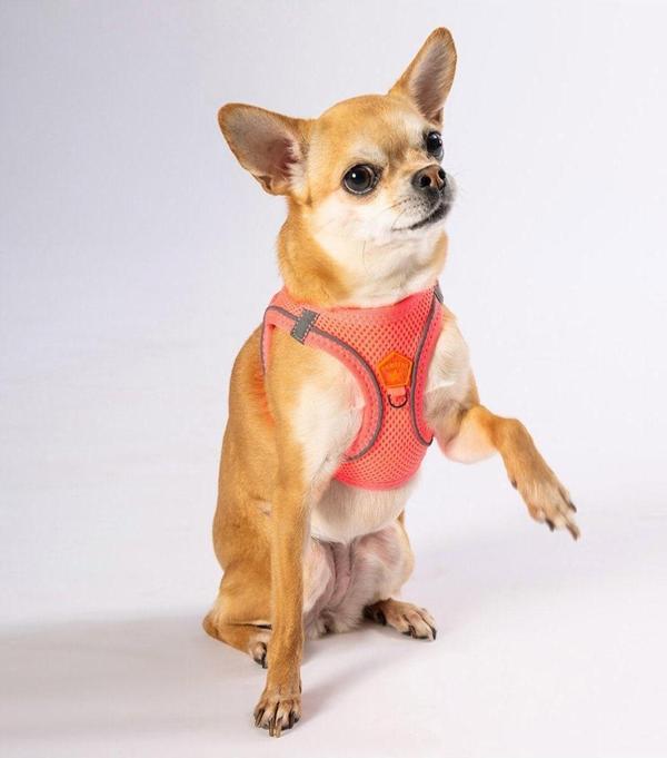 Pawstar Neon Pembe Air-mesh Göğüs Tasması Kedi Köpek Göğüs Tasması M - Image 1