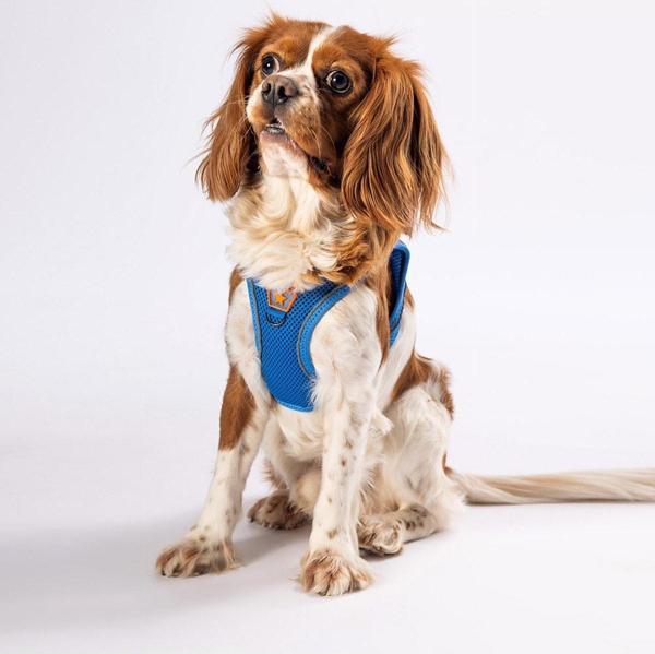 Pawstar Mavi Air-mesh Göğüs Tasması Kedi Köpek Göğüs Tasması S - Image 1
