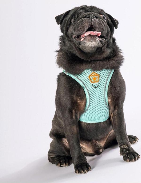 Pawstar Mint Air-mesh Göğüs Tasması Kedi Köpek Göğüs Tasması M - Image 1