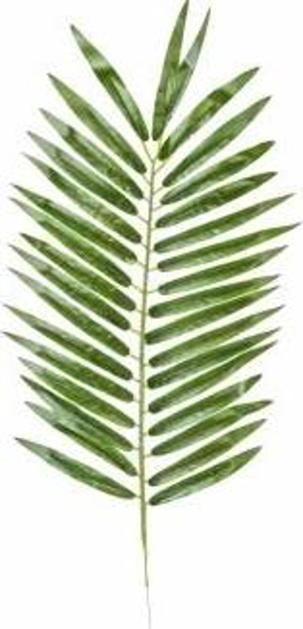 Yapay Palmiye Dalı 54cm 1 Adet - Image 1