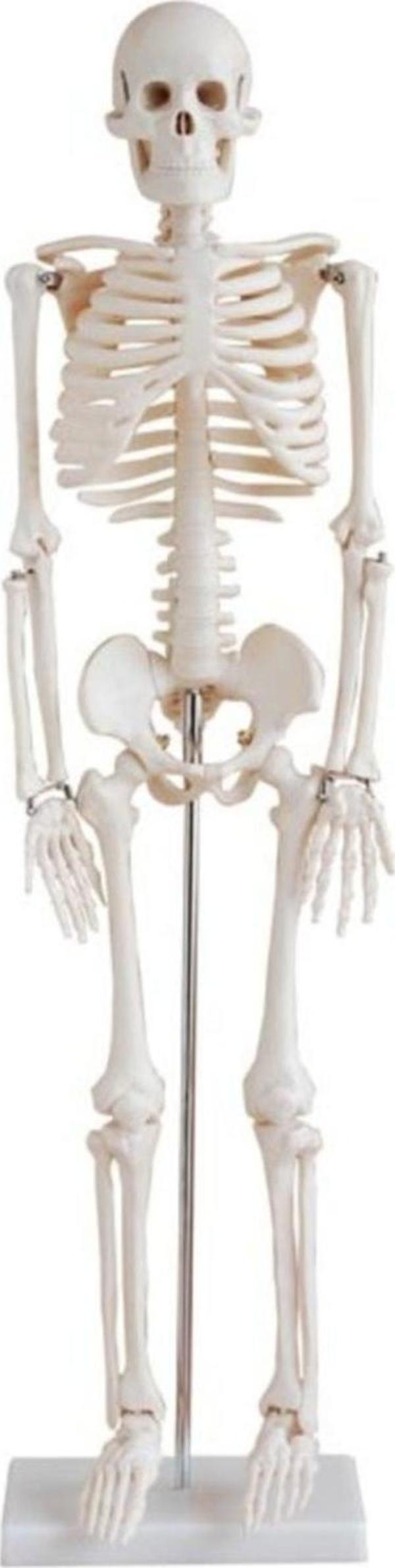 insan iskeleti modeli 45 cm - Image 1