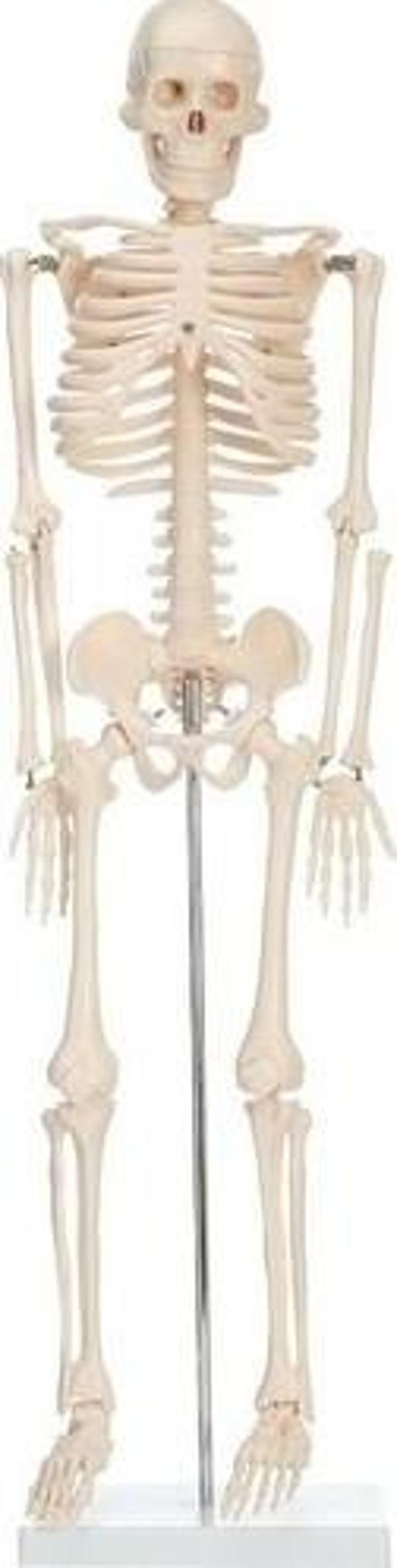 iskelet insan modeli 85 cm - 1 Adet - Image 1