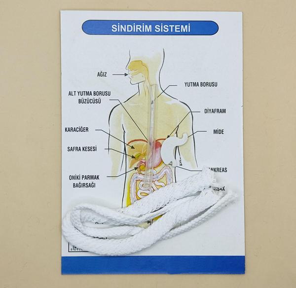 Sindirim Sistemi Modeli Deney Seti - Image 1