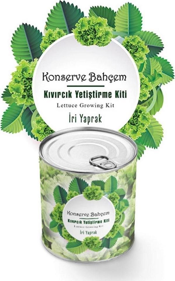 Konserve Bahçem Evde Konservede İri Yapraklı Kıvırcık Yetiştirme Kiti  - Image 1