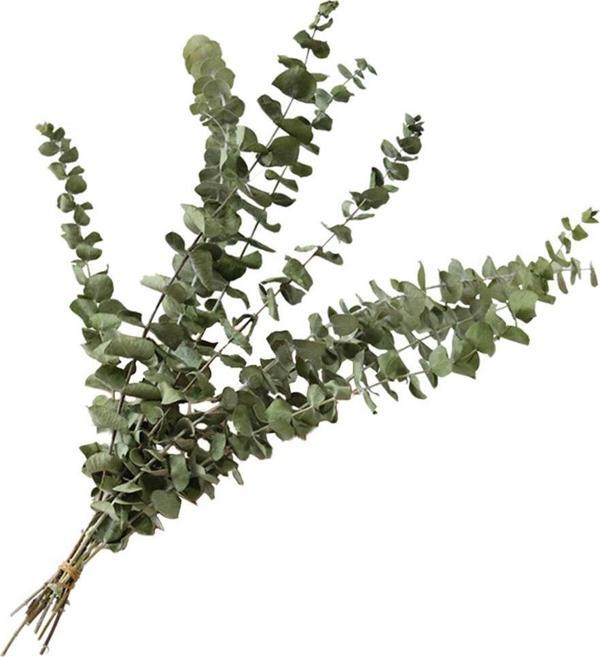 Netten Evime Şoklanmış Okaliptus Stabilize Kuru Çiçek Yeşil 50 Gram - Image 1
