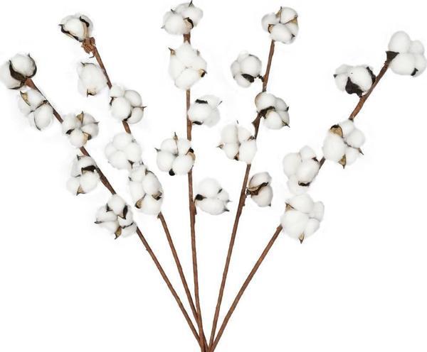 Netten Evime Doğal Pamuk Çiçeği 5Adet 5 li Kuru Çiçek 56cm Yapay Çiçek  - Image 1