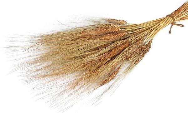 Netten Evime Kuru Çiçek Doğal Kahverengi Başak 35gram 1. Kalite Şoklanmış Bozulmaz - Image 1