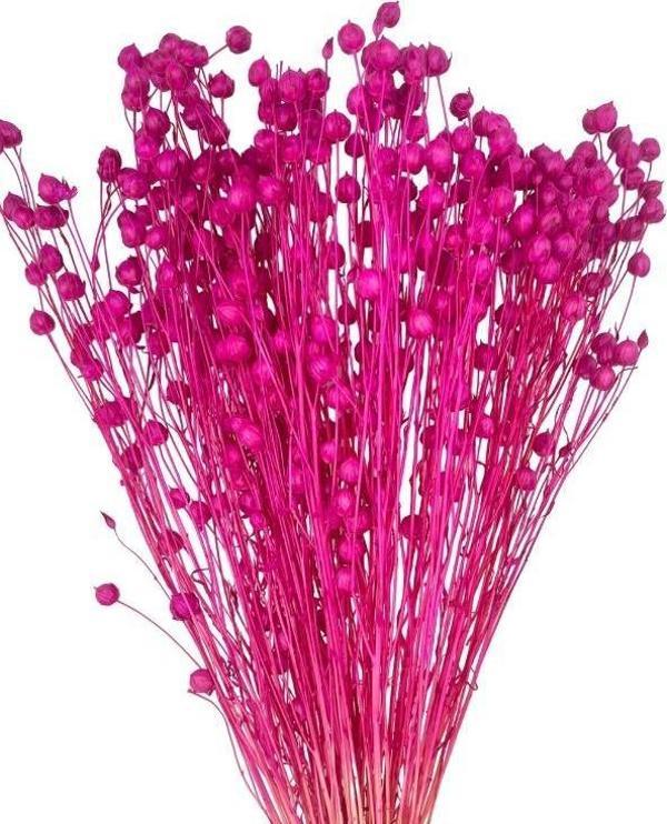 Netten Evime Kuru Çiçek Doğal Luna Otu Koyu Pembe Renk 40-50gram 1. Kalite Linum Keten Otu Şoklanmış Bozulmaz - Image 1