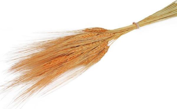 Netten Evime Kuru Çiçek Doğal Turuncu Başak 35gram 1. Kalite Şoklanmış Bozulmaz - Image 1