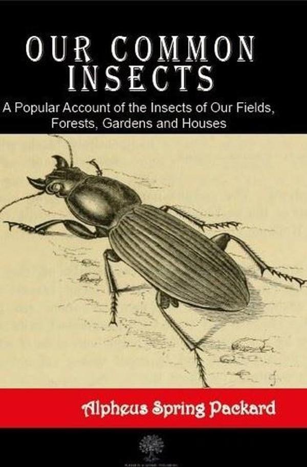 Our Common Insects - Platanus Publishing - Image 1