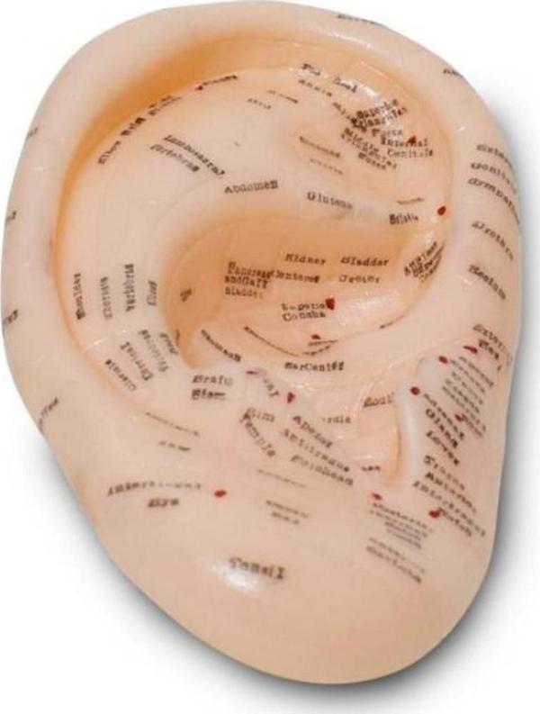 Kulak Maketi Akupunktur Noktası - Image 1