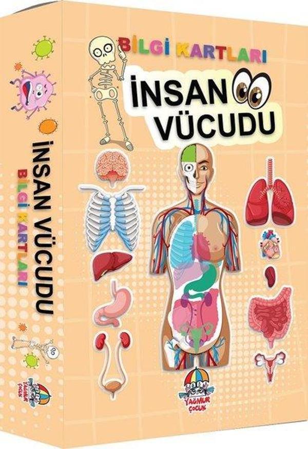 İnsan Vücudu - Bilgi Kartları - Yağmur Çocuk - Image 1