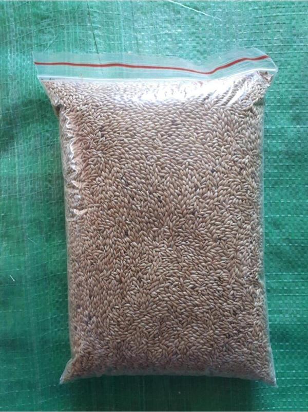 Vitasand Kanarya Kuş Yemi Sade Aspur 1 Kg - Image 1