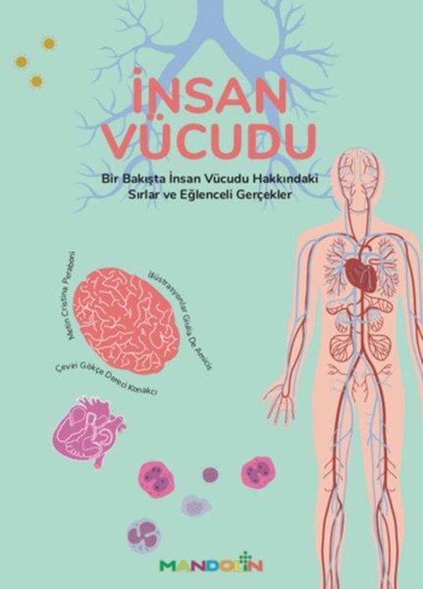 İnsan Vücudu - Mandolin - Image 1