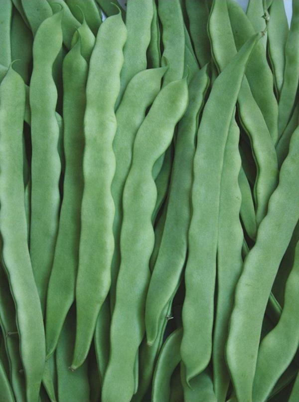 Elit ÇALI FASULYE TAZE 1 KG ELİT AGRO - Image 1