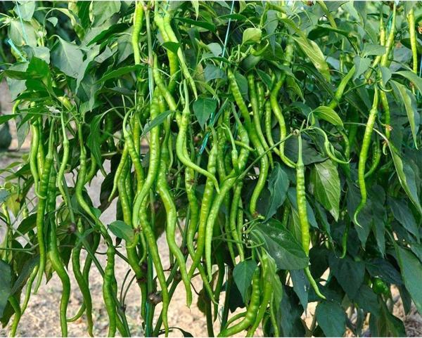 Elit KIL BİBER TATLI 1 KG ELİT AGRO - Image 1