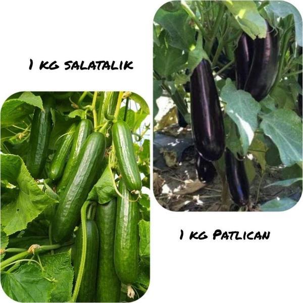Elit Salatalık patlıcan paketi - Image 1