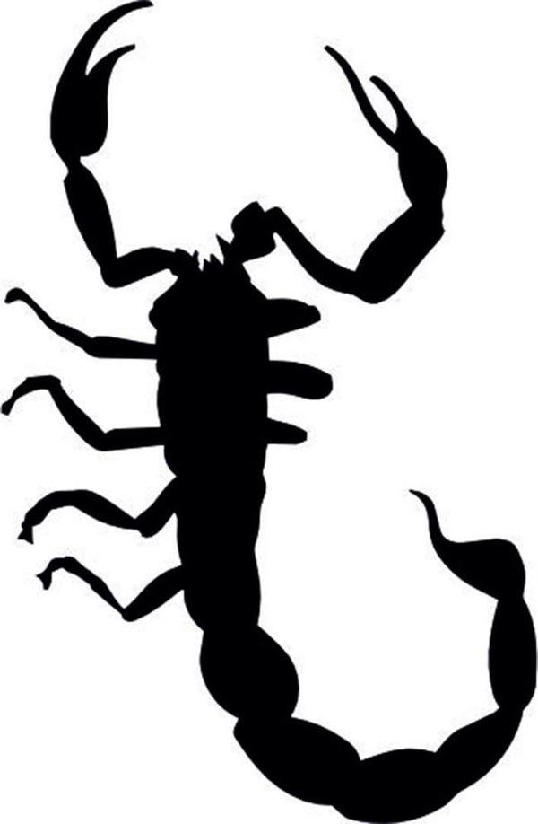 AKREP  FOLYO STİCKER 70cm Uzunluk - Image 1