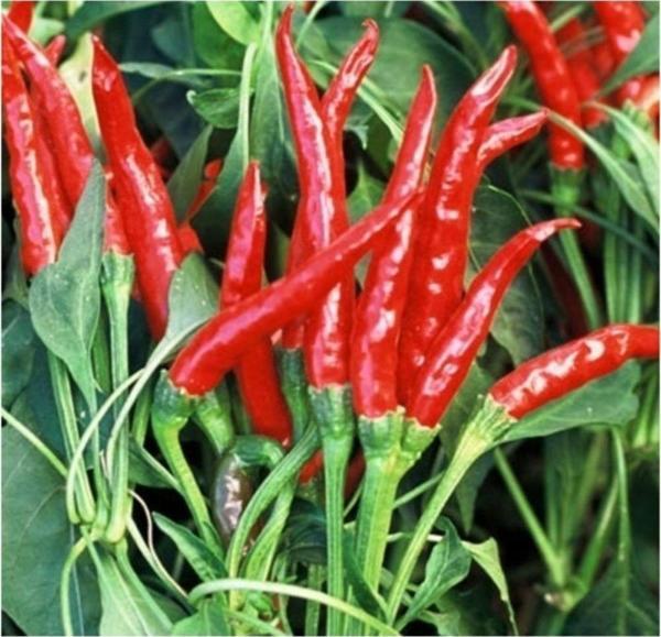 Acı Tayland Biberi Tohumu - Image 1