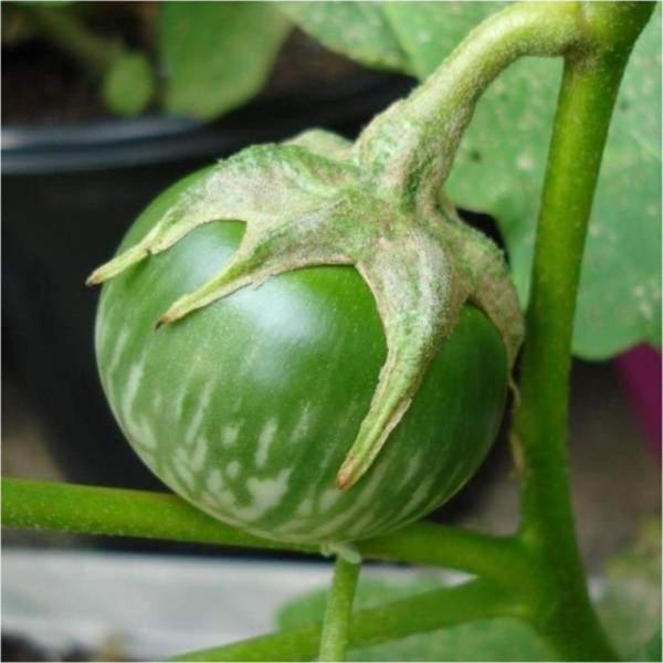 Dolmalık Mini Patlıcan Tohumu - Image 1