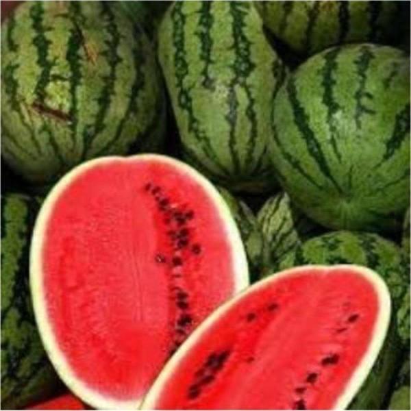 Allsweet Karpuz Tohumu - Image 1