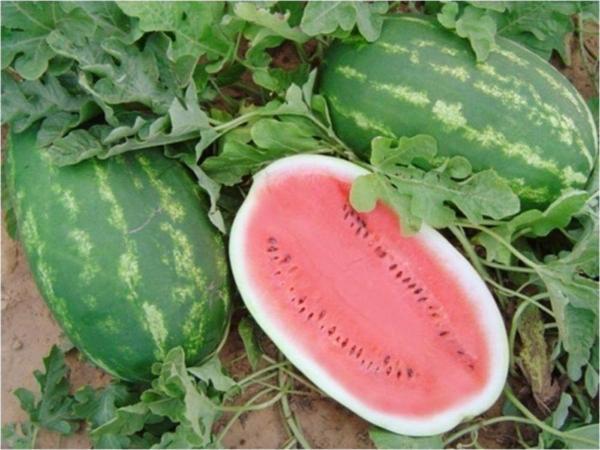 Allsweet Karpuz Tohumu 10+ Tohum - Image 1