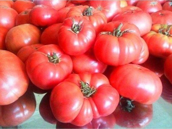 Ankara Ayas Domates Tohumu 50+ Tohum - Image 1