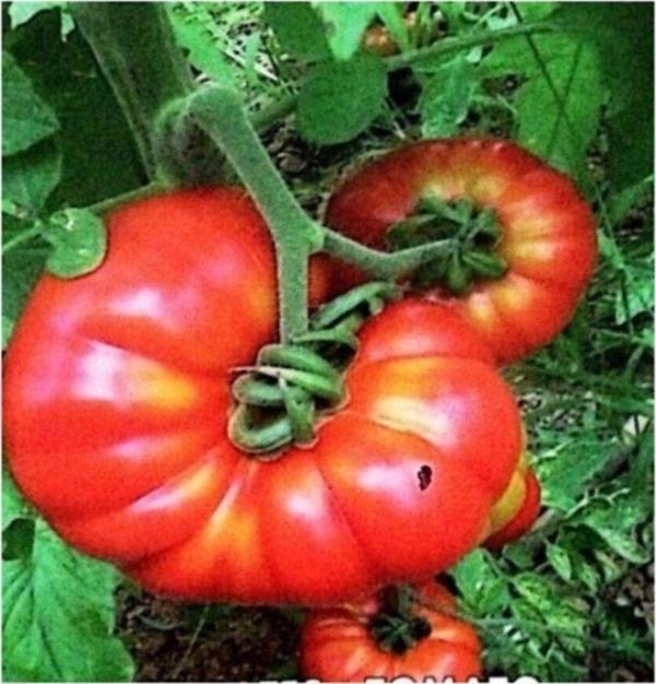 Etli Yayla Tipi Köy Domatesi Tohumu 25 Tohum - Image 1